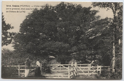 Augan (Morbihan) - Chêne remarquable par sa grosseur, situé sur la propiété du Chateau de Le Mô