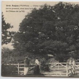 Augan (Morbihan) - Chêne remarquable par sa grosseur, situé sur la propiété du Chateau de Le Mô