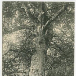 Forêt de Paimpont (I.-et-V.) - Le gros hêtre de Rocheplate, mètres de tour c'estle plus gros arbre de la forêt.