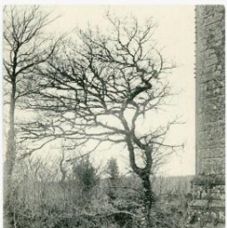 Elven.- Paysage avec au premier plan un jeune chêne poussant au pied d'une muraille.