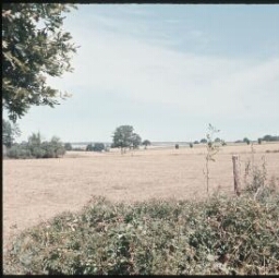 Joué-sur-Erdre. - Saint-Jean-Baptiste-des-Landes : paysage, champs, bocage.